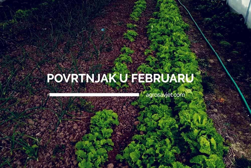 povrtnjak u februaru