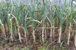 Zaštita praziluka u jesen