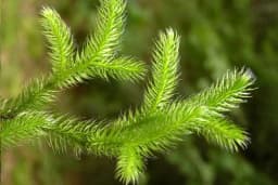 PREČICA - Lijek za prostatu, bubrege, jetru, dekubitis i reumu