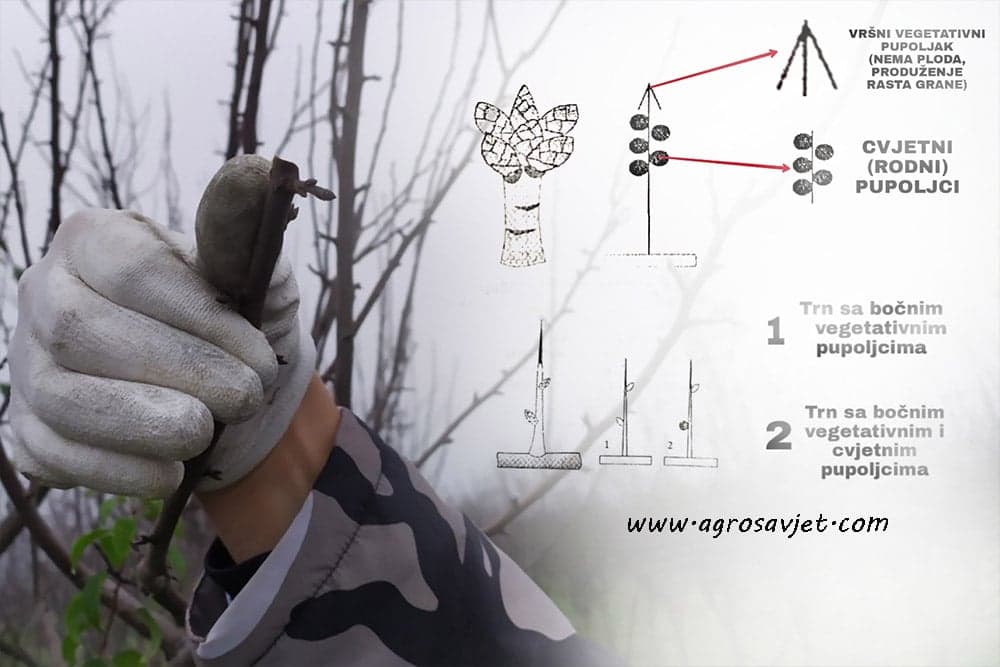 Rodne grančice koštičavog voća - Slikovit prikaz!