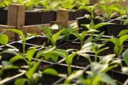 Mjere za preventivnu zaštitu rasada