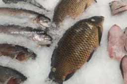 Kako odabrati SVJEŽU ribu?