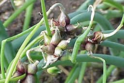 Crni luk rokambol - Umjesto sjemena donosi arpadžik