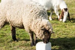 Kuhinjska so u ishrani domaćih životinja je neophodna