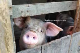 Ishrana svinja u tovu