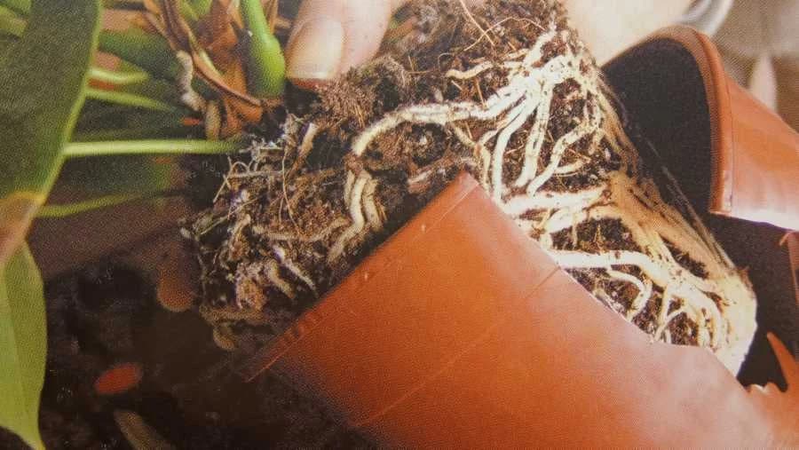 Kada je vrijeme za PRESAĐIVANJE i kako ga obaviti brzo i lako