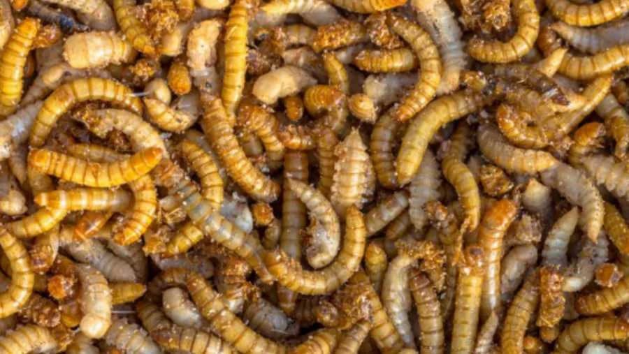 Jestivi insekti