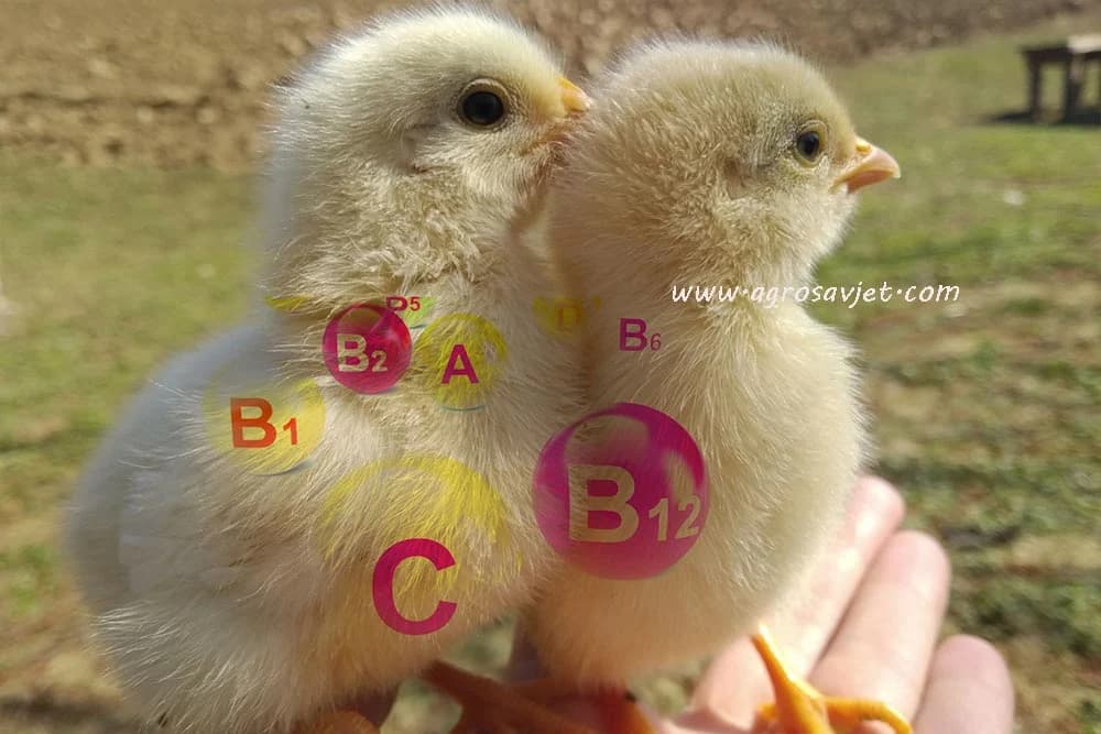 Oboljenja živine uslijed nedostatka vitamina (avitaminoza)