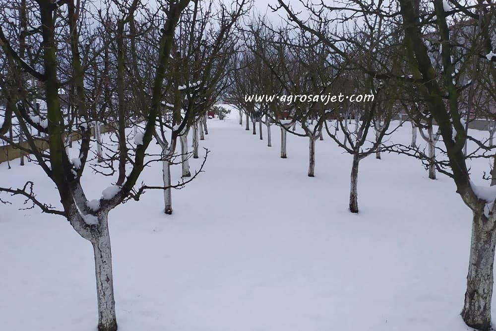 Voćnjak pod snijegom