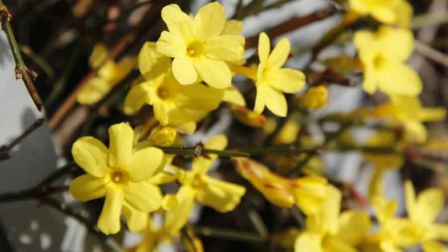 Zimski jasmin