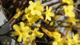 Zimski jasmin - Gdje ga posaditi i u kojim situacijama je koristan?