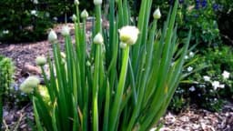 Aljma - Kako i kada se sadi zimski luk