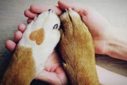 Zašto psi stavljaju šape na nas?