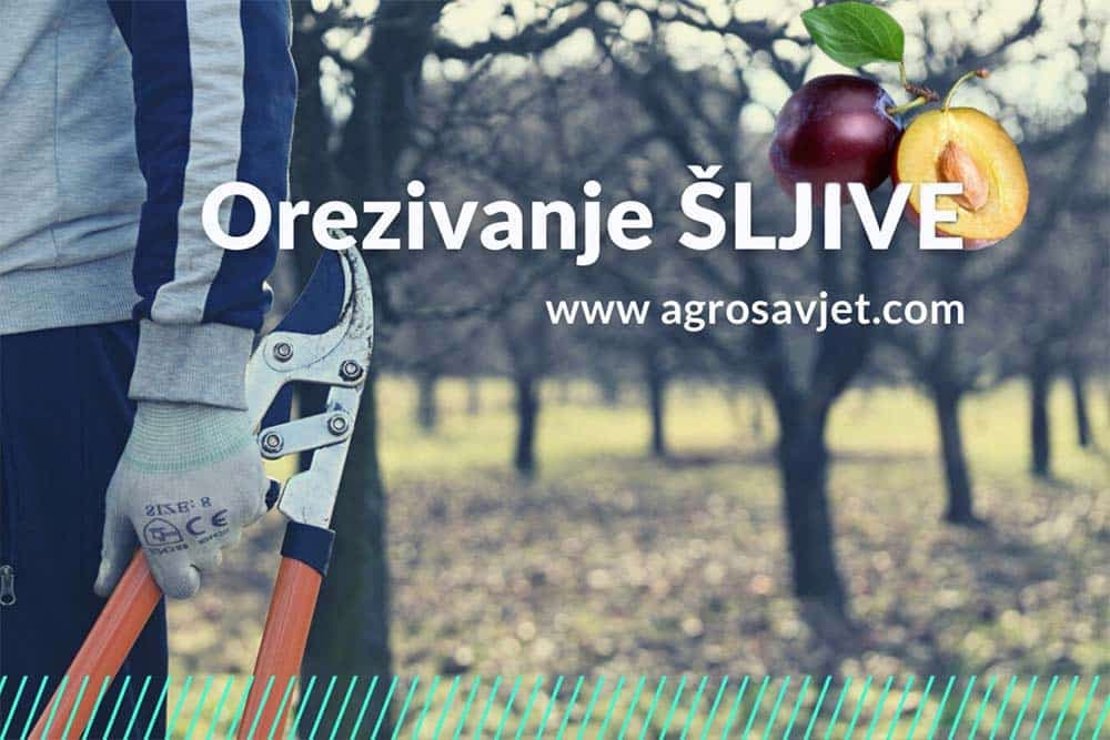 Orezivanje šljive