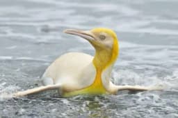 Nikad viđeno - Žuti pingvin prava je senzacija među kolegama u crnim odijelima!