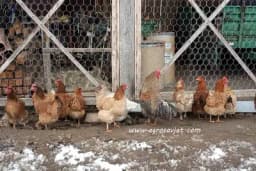 Kako da izbjegnete pojavu zaraznih bolesti kod živine!