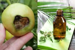 ETARSKA ULJA su prirodni borci protiv biljnih bolesti
