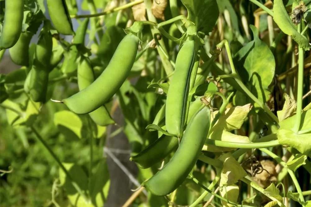 Sjetva graška u rano proljeće