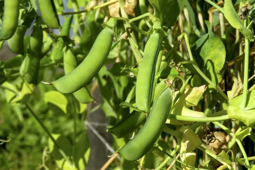 Sjetva graška u rano proljeće