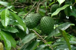 GRAVIOLA - Ljekovito djelovanje, recepti, upotreba