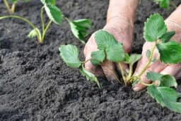 Ljetna sadnja jagoda - Na šta posebno treba obratiti pažnju?