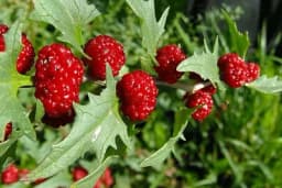 JAGODA SPANAĆ - Plod ove biljke jedete kao jagode, a listove kuvate kao spanać