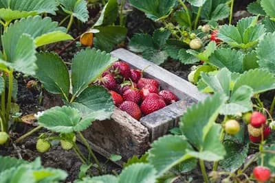 Uživajte u sezonskim blagodatima: Plodovi koji dozrijevaju u proljeće