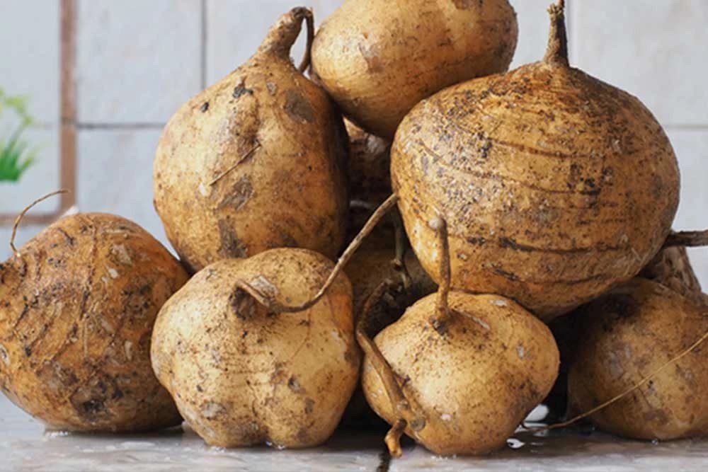 JICAMA