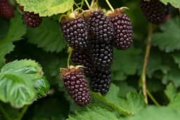 Zemljište, položaj i klimatski uslovi za podizanje zasada kupine