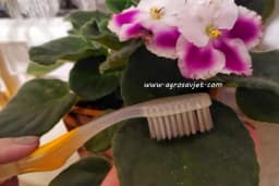 Evo nekoliko zanimljivih načina da očistite kućne biljke