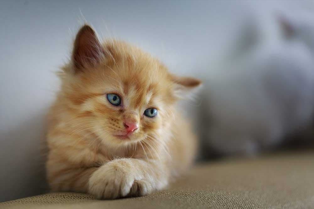 7 mitova o mačkama u koje mnogi vjeruju