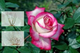 Savjeti za lako i uspiješno orezivanje žbunastih ruža