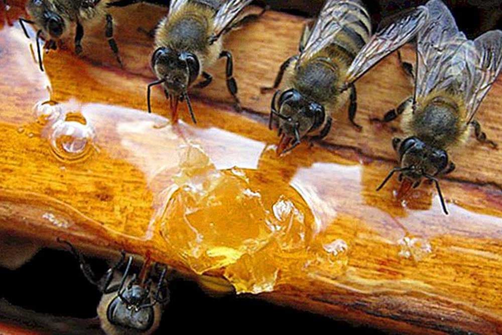 Čime i kada prihranjivati pčele