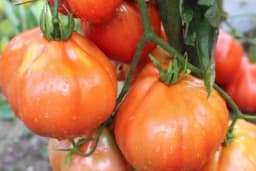 PARADAJZ CRVENA KRUŠKA - Uzgoj i njega ove fantastične sorte