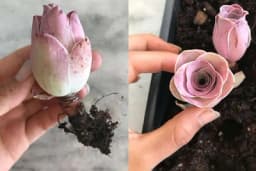 Planinska ruža - Sukulent koji može postati omiljeni dekor u vašem domu