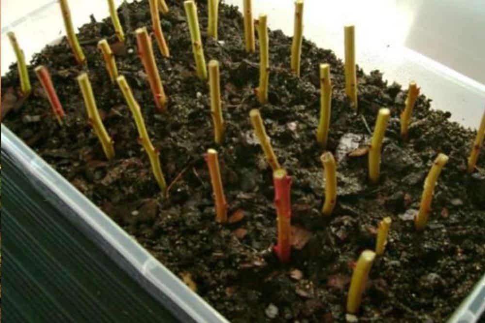 Razmnožavanje borovnice