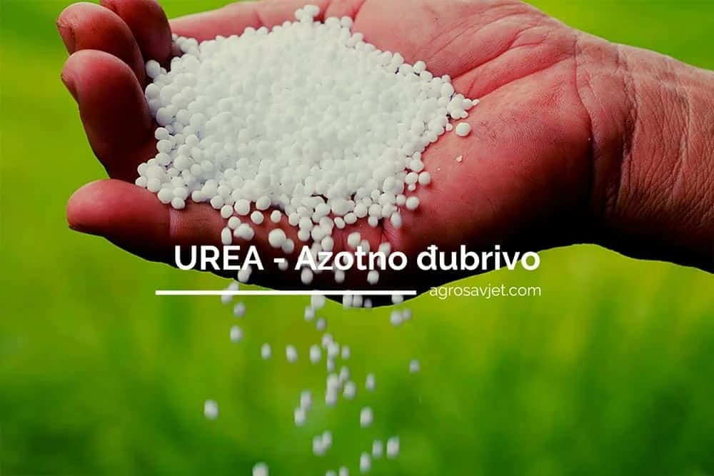 UREA