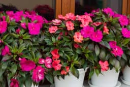 Lijepi Jova - Cvjeta cijelo ljeto, idealan za sjenovita mjesta