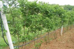 KUPINA - Vrijeme i način sadnje