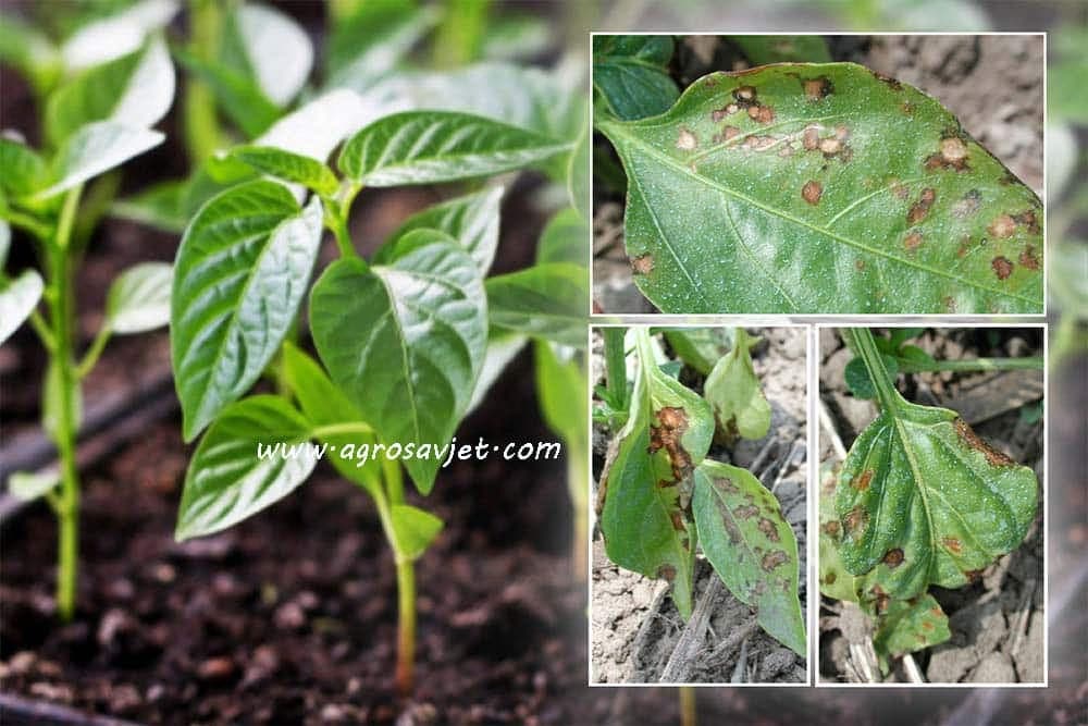 bakteriozna-plamenjača-rasada-paprike