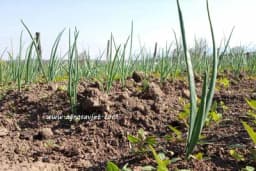 Crni i bijeli luk: Ove biljke nipošto nemojte saditi pored njih u bašti