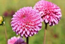 ZA RASKOŠAN IZGLED TERASE U APRILU POSADITE OVO CVIJEĆE