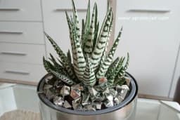 Havorcija je dragulj među sukulentima, laka za održavanje, prelijepog izgleda