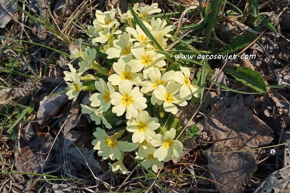 Jaglac, cvijet jagorčevine