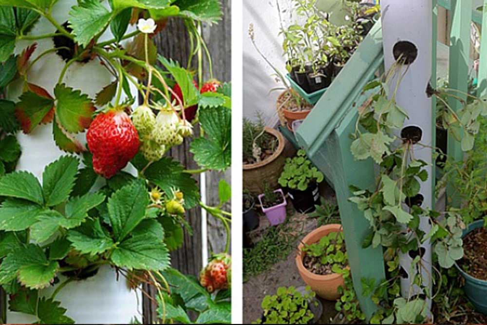 Uzgoj jagoda u PVC cijevima