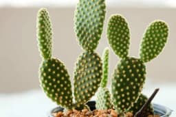 ZEČIJE UŠI - Kako se gaji biljka koja oduševljava cijeli svijet