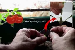 Kalemljenje povrća - Ovom tehnikom do većih prinosa i otpornijih biljaka