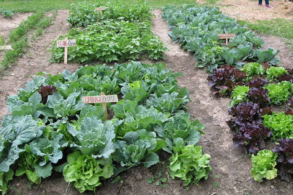 Na šta treba obratiti pažnju prilikom pravljena baštenskih leja