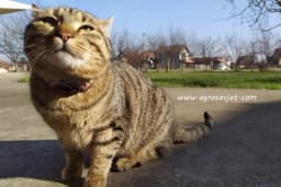 5 važnih lekcija koje možete da naučite od svoje mačke