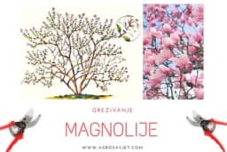 Orezivanje i podmalađivanje magnolije